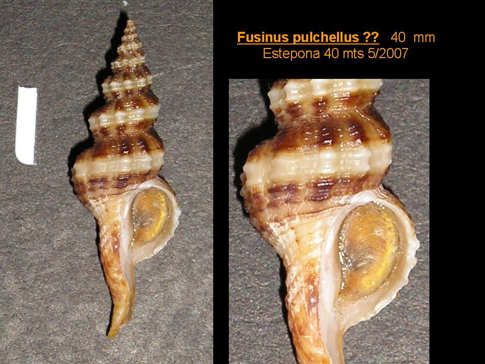 Fusinus pulchellus variaciones